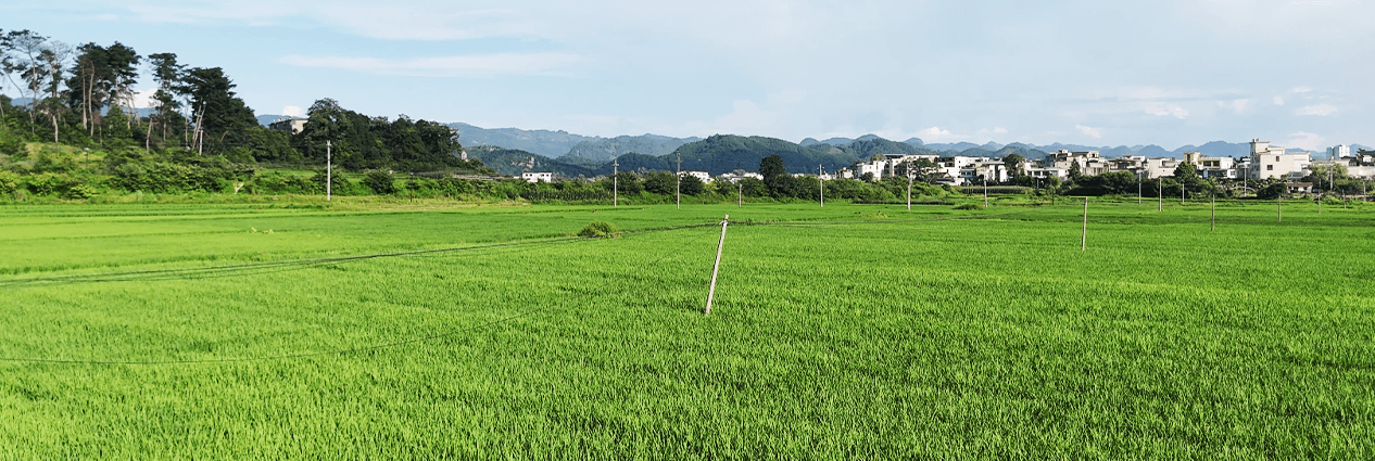 认证稻田实景